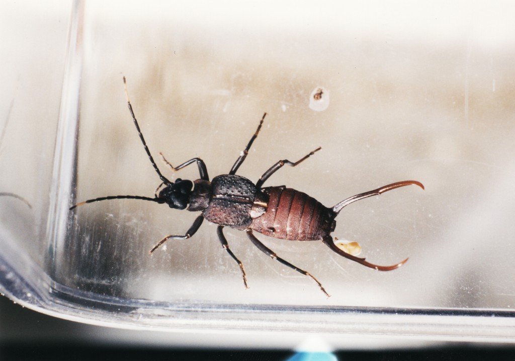 Allodahlia<br /> scabriuscula