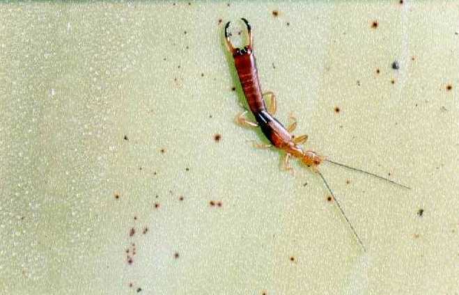 Auchenomus javanus