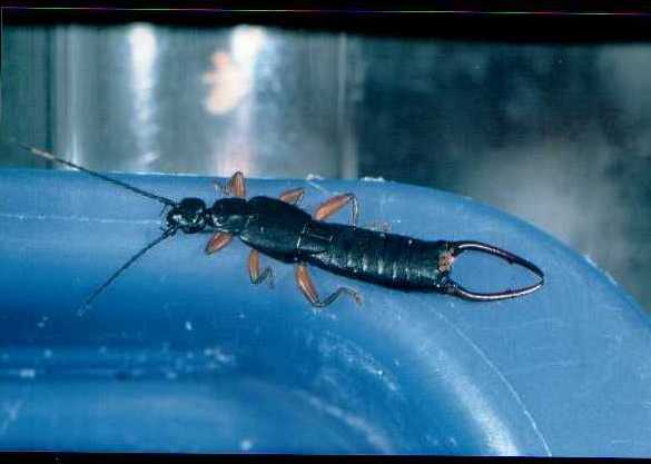 Hamaxas nigrorufus