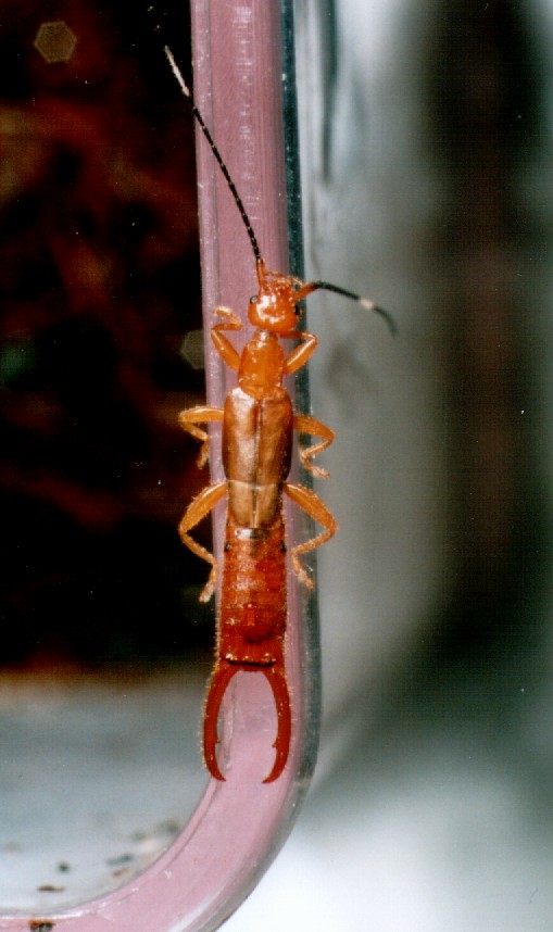 Schizopreus vulcanus Männchen